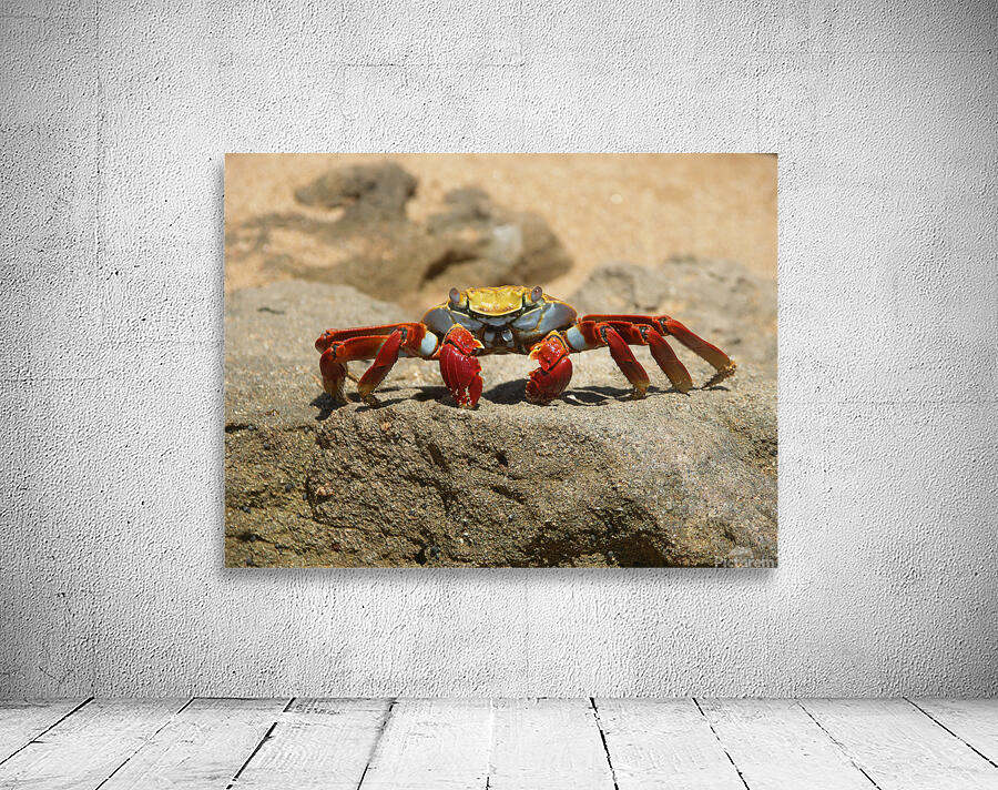 Sally Lightfoot Crab by Adel B Korkor