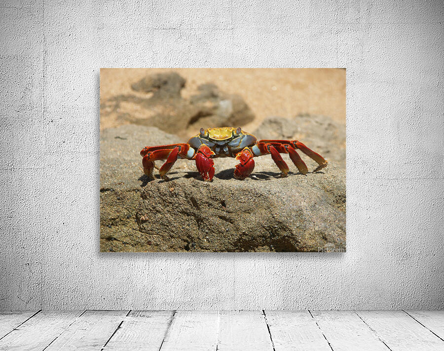 Sally Lightfoot Crab Wall Preview