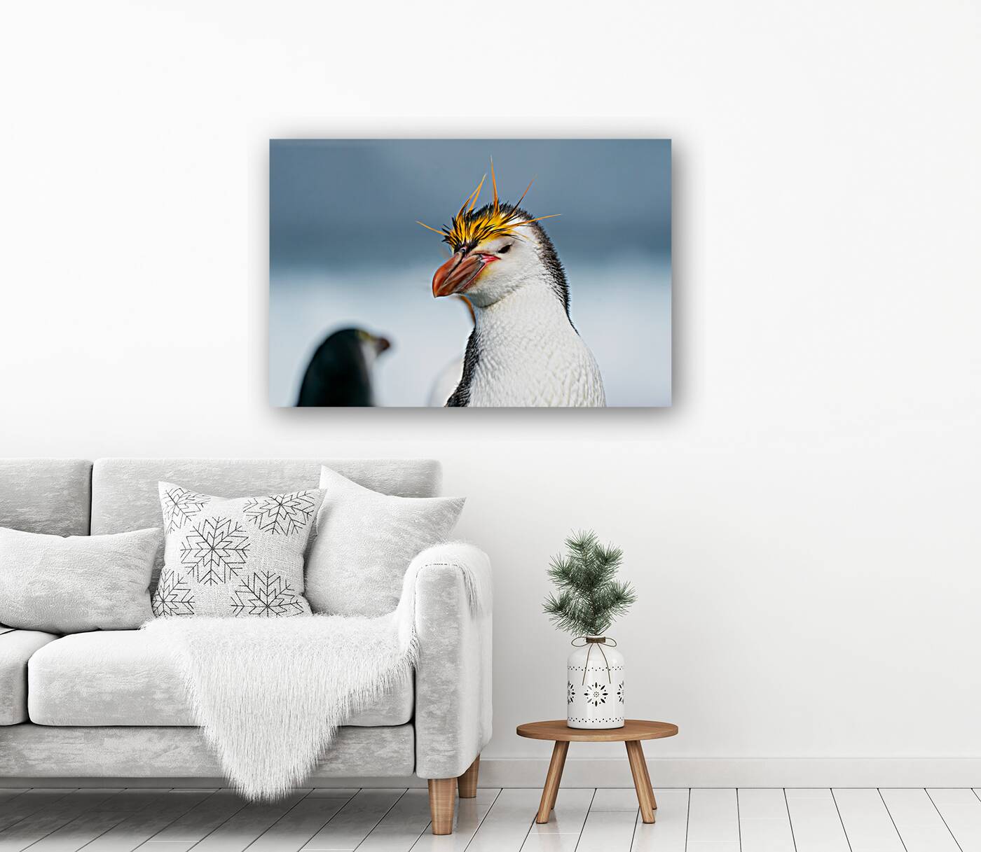 Royal Penguin Reproduction