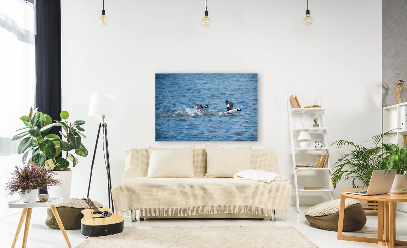 Bufflehead Ducks Reproduction