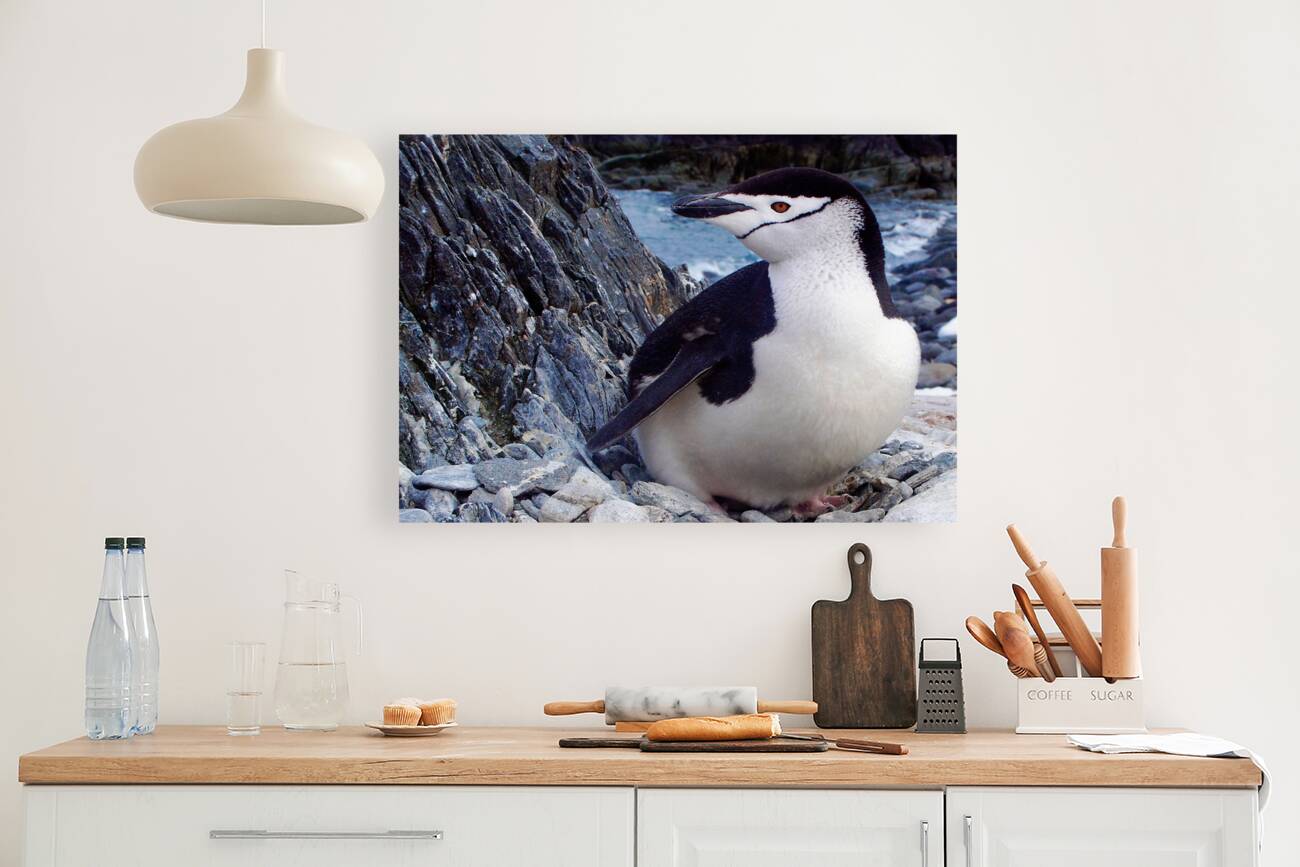 Chinstrap Penguin Reproduction