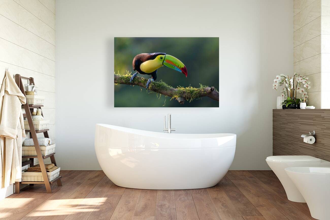 Keel-Billed Toucan Reproduction