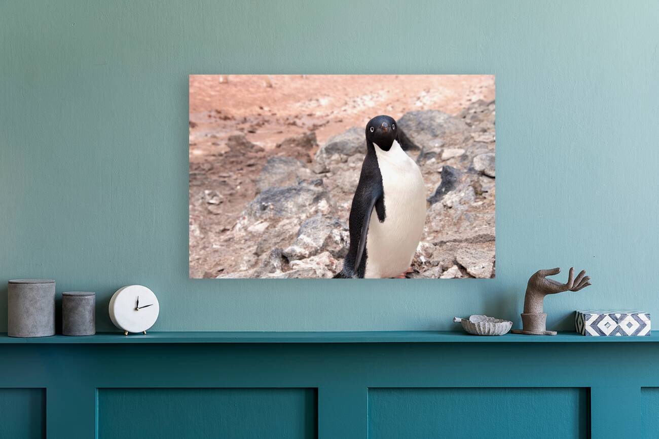 Curious Adelie Penguin Reproduction