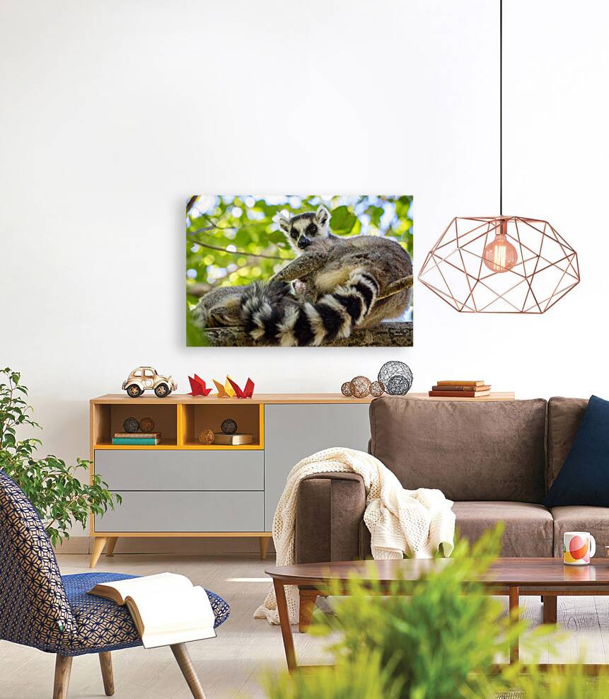 Ring-tailed Lemur Reproduction