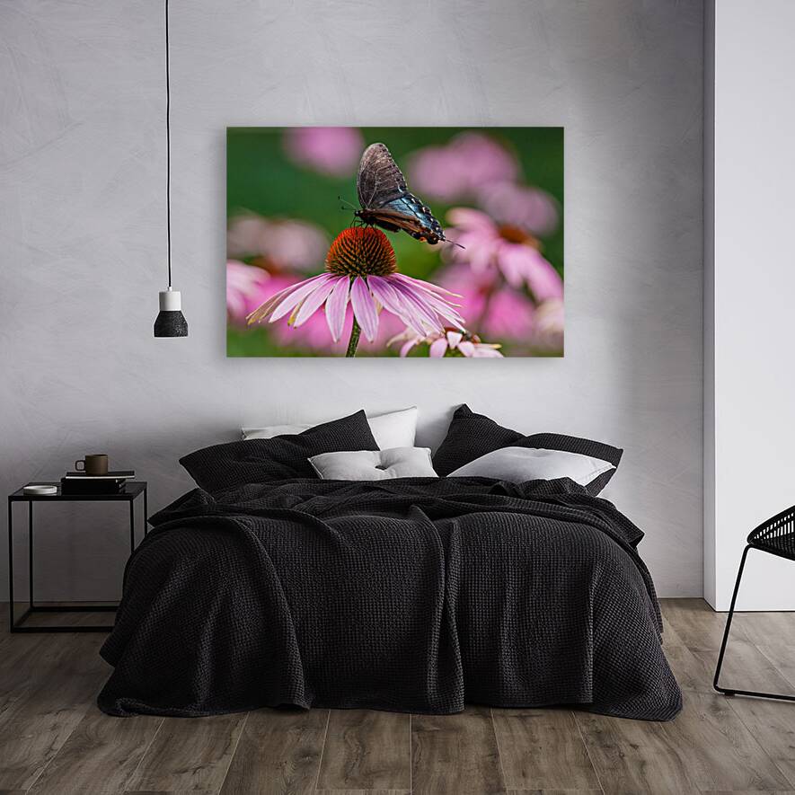 Red-Spotted Purple Admiral Butterfly Reproduction