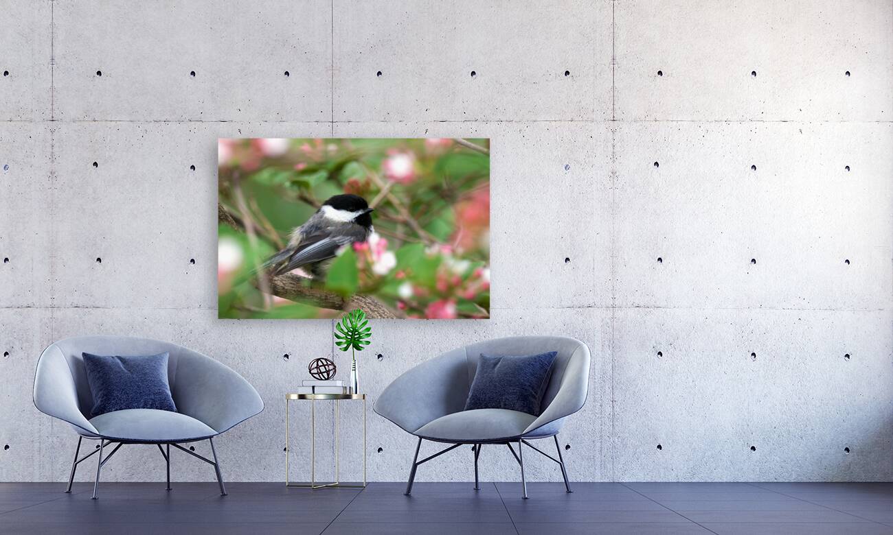 Chickadee Reproduction