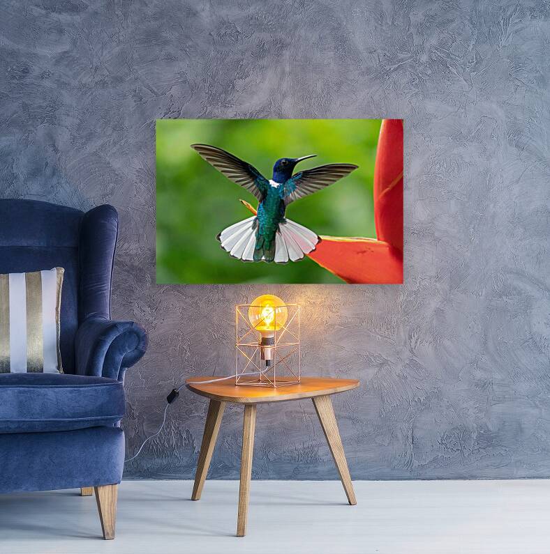 Handsome White-Necked Jacobin Reproduction