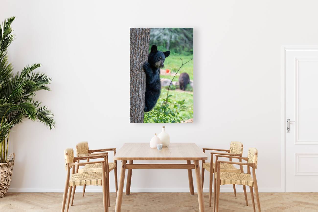 Black Bear Cub Reproduction