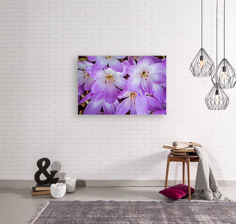 Purple Crocus Flowers Reproduction