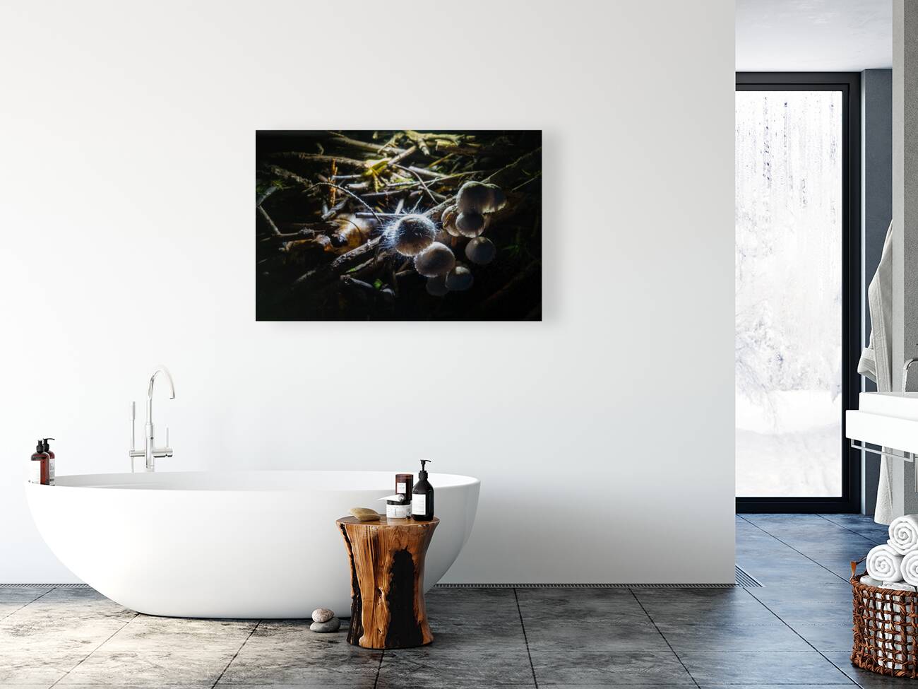 Mycena leptocephala Mushrooms Reproduction