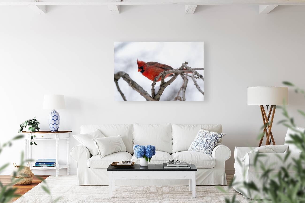 Northern Cardinal Reproduction