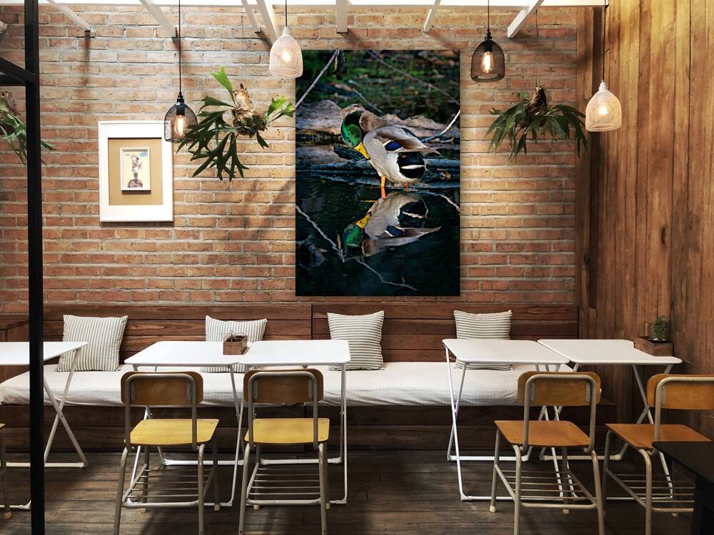 Male Mallard Duck Reflection Reproduction