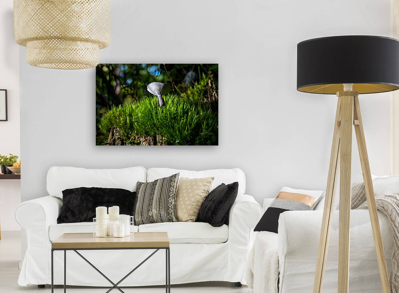 Gomphidius Mushroom Reproduction