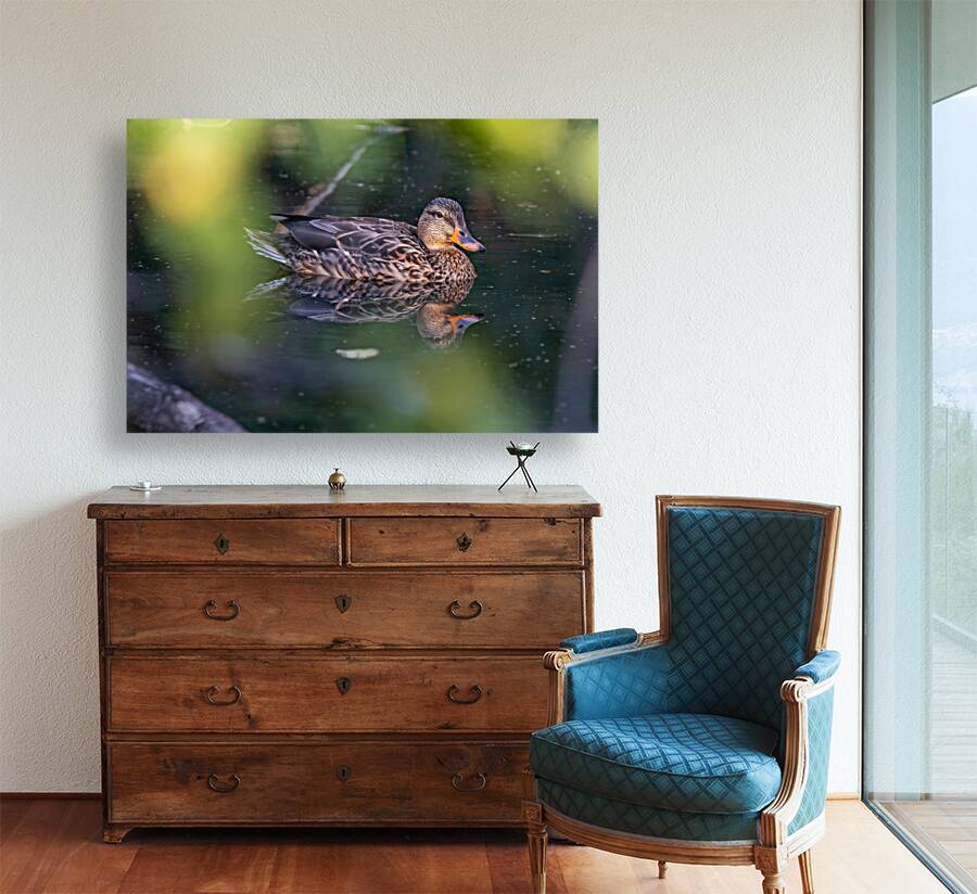 Female Mallard Duck Reflection Reproduction