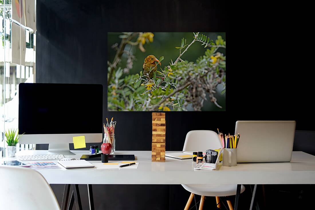 Hawaiian Honeycreeper Reproduction