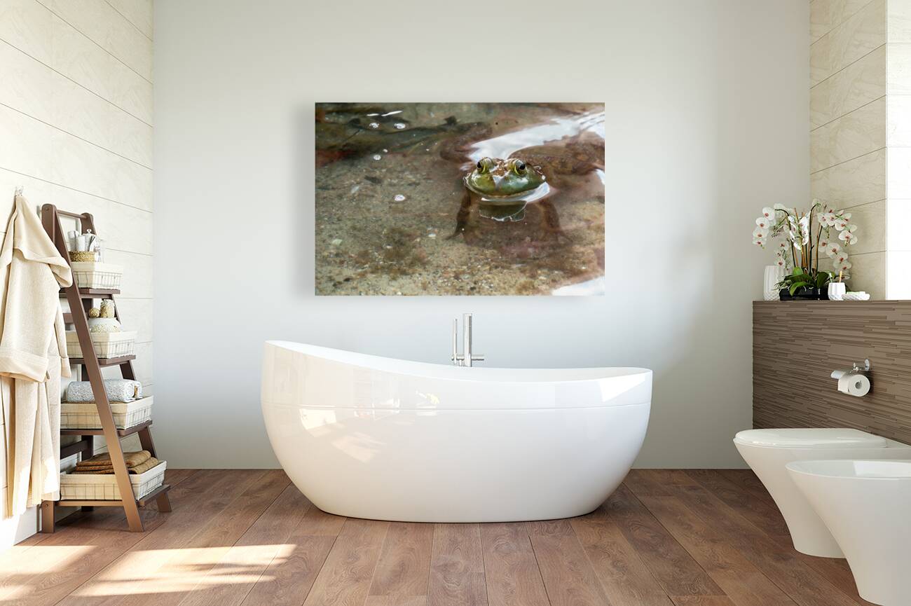 American Bullfrog Taking a Swim Reproduction