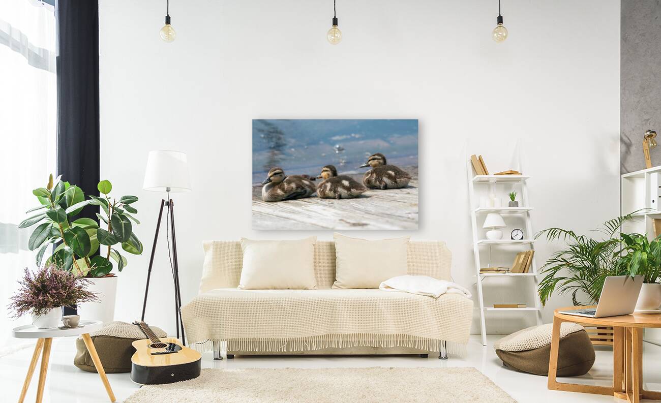 Mallard Ducklings Reproduction