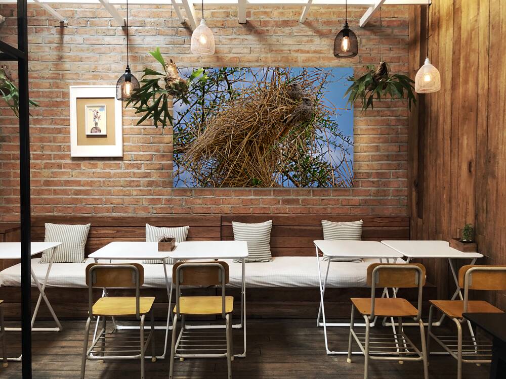 Rufous-tailed Weaver Reproduction