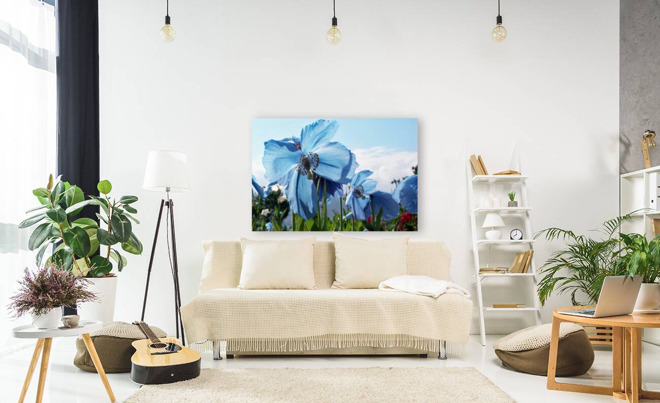 Himalayan Blue Poppy Flowers Reproduction