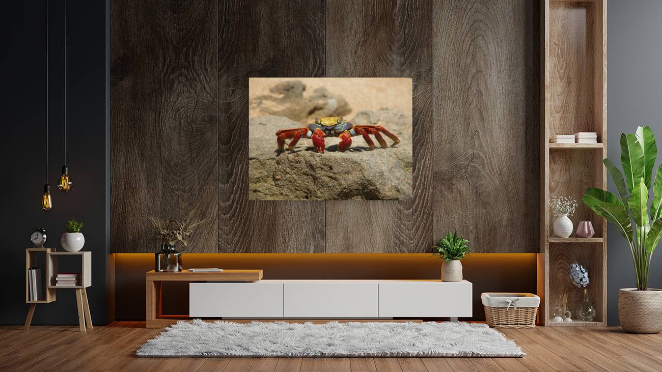 Sally Lightfoot Crab Reproduction