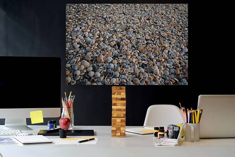 Seashells on the Seashore by Adel B Korkor