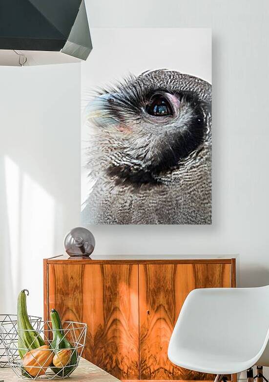 Verreauxs eagle-owl by Adel B Korkor