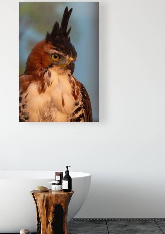 Ornate hawk-eagle by Adel B Korkor