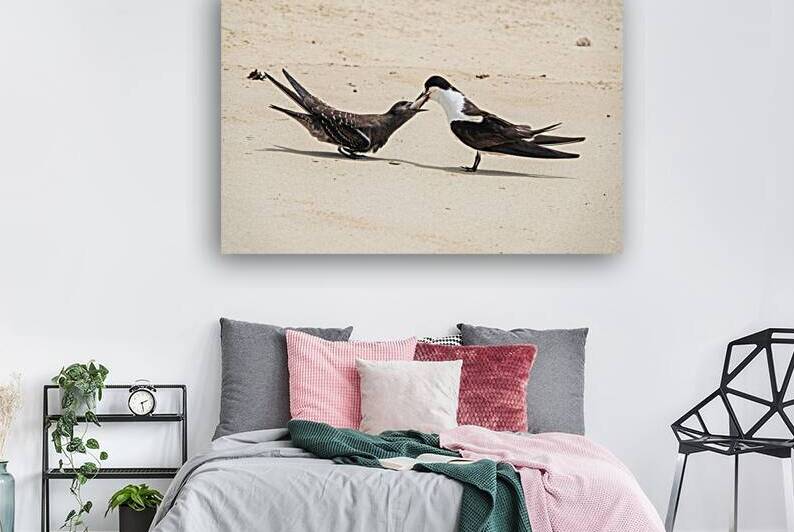 Sooty Tern Couple by Adel B Korkor