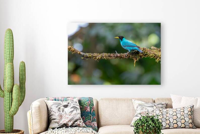 Green Honeycreeper by Adel B Korkor