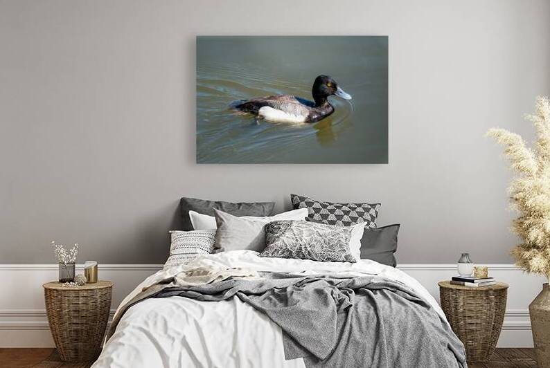 Greater Scaup by Adel B Korkor