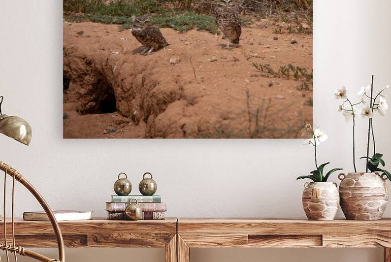 Burrowing Owls by Adel B Korkor