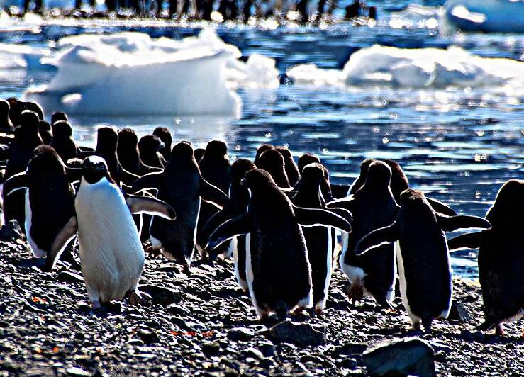 Walk Your Own Path by Adel B Korkor