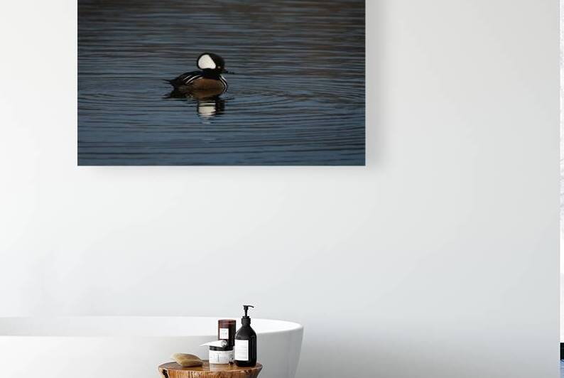 Hooded Merganser by Adel B Korkor