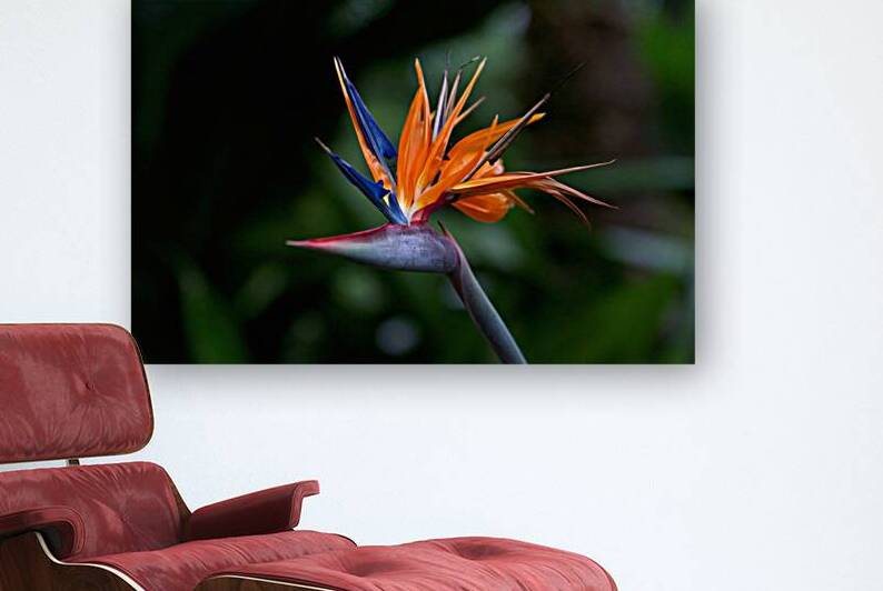 Bird of Paradise Flower by Adel B Korkor