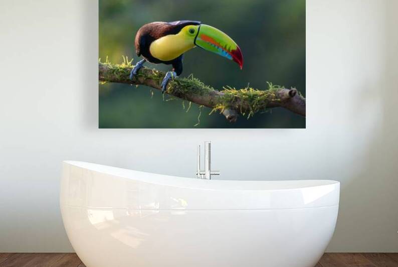 Keel-Billed Toucan by Adel B Korkor