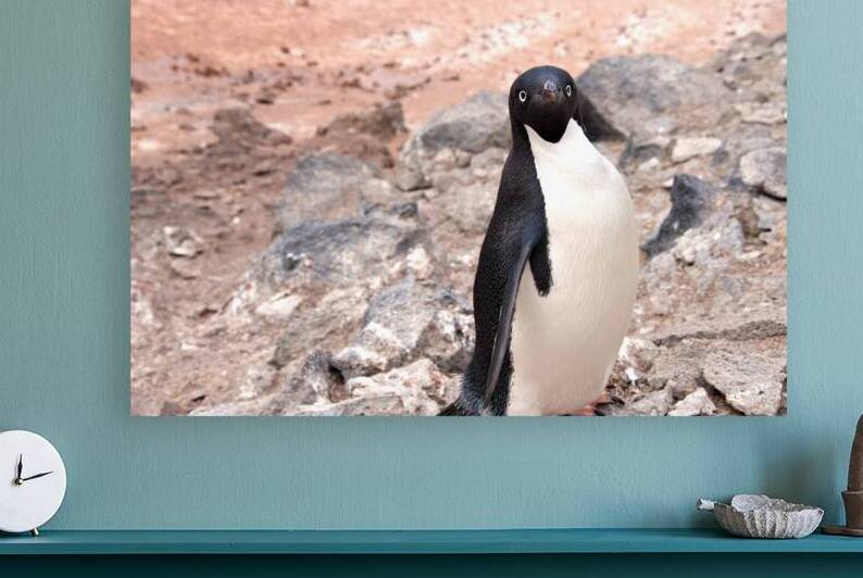 Curious Adelie Penguin by Adel B Korkor