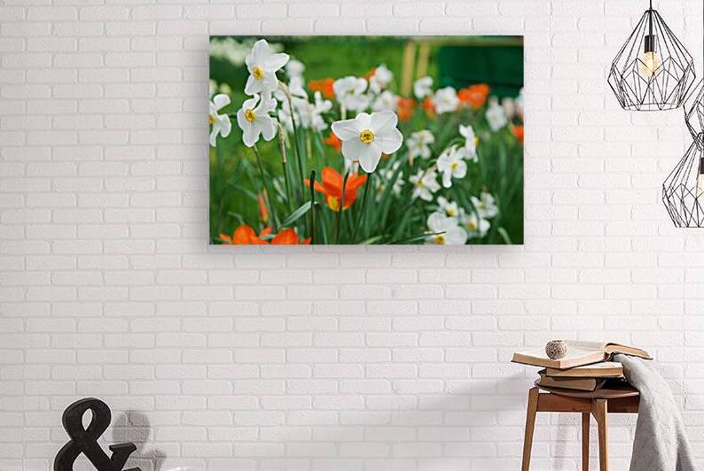 White Daffodil by Adel B Korkor