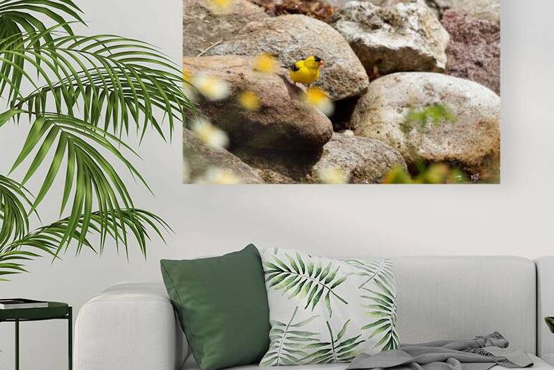 Goldfinch by Adel B Korkor