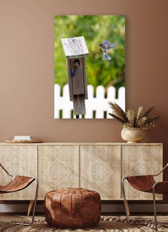 Baby Bluebirds by Adel B Korkor