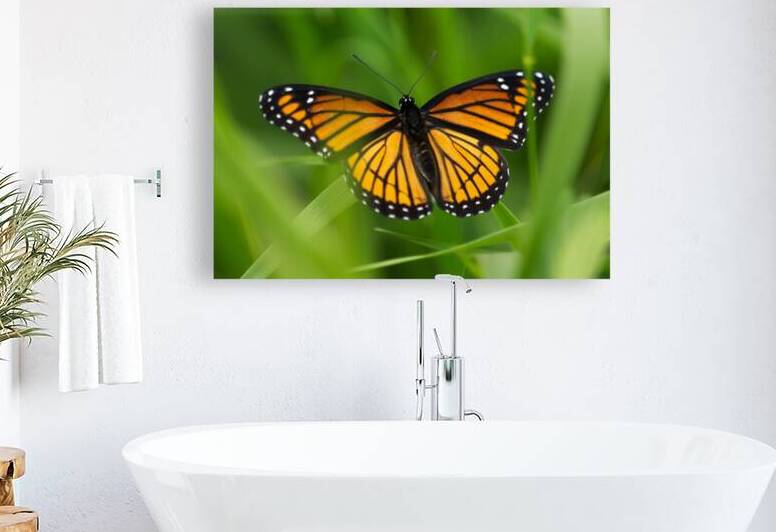 Monarch Butterfly by Adel B Korkor