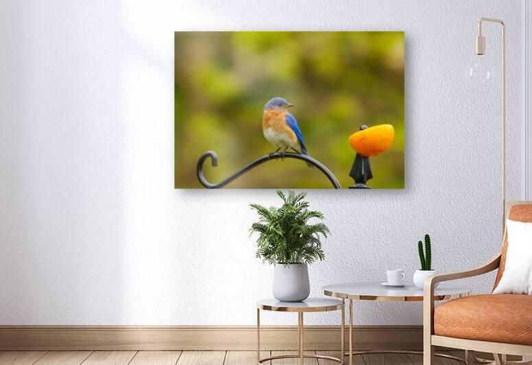 Perched Bluebird by Adel B Korkor