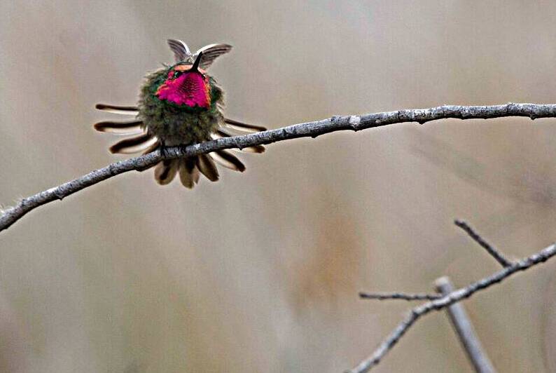Annas Hummingbird Displays Excitement by Adel B Korkor
