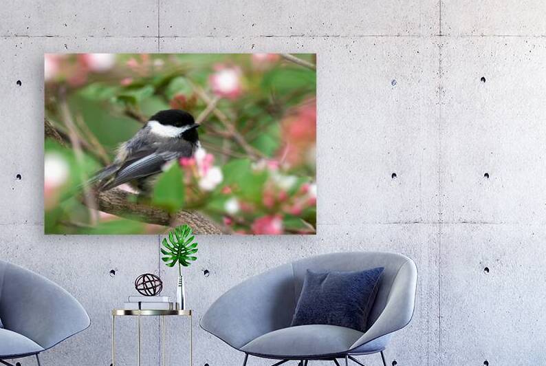 Chickadee by Adel B Korkor