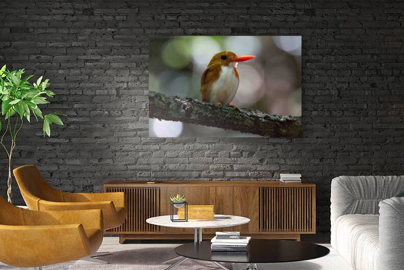 Madagascan Pygmy Kingfisher by Adel B Korkor