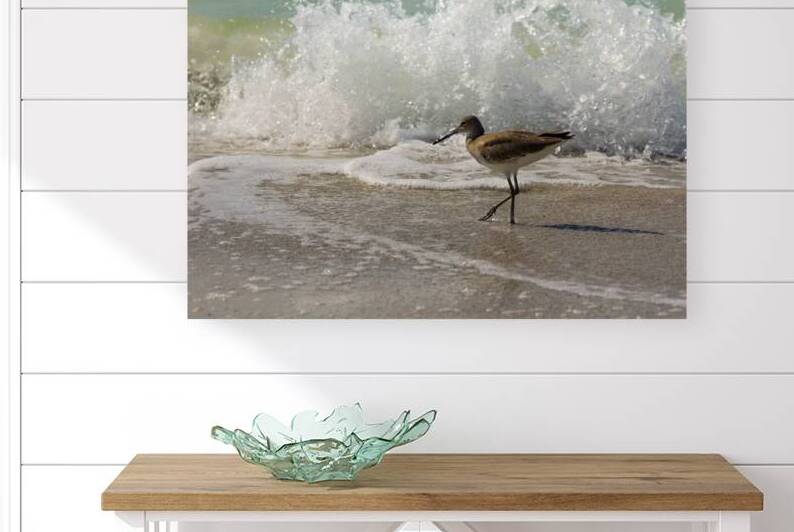 Sandpiper on a Florida Beach by Adel B Korkor