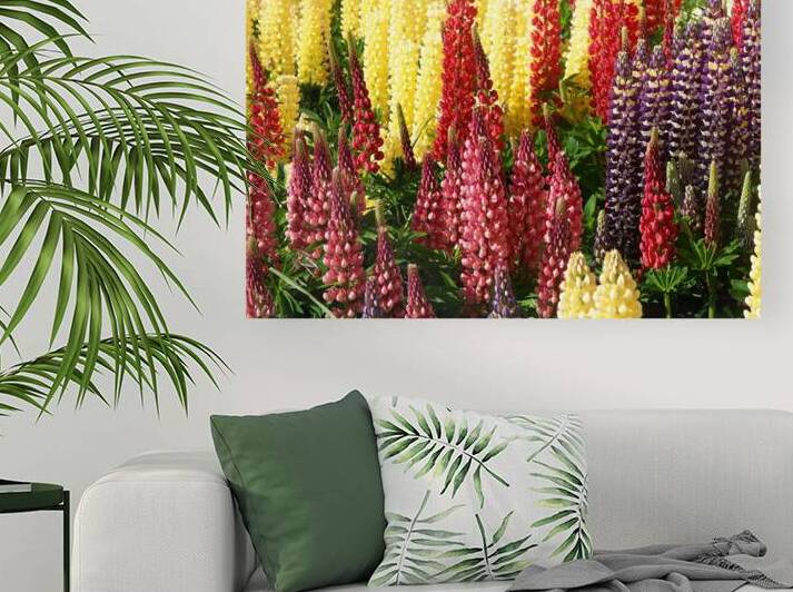 Colorful Lupines by Adel B Korkor