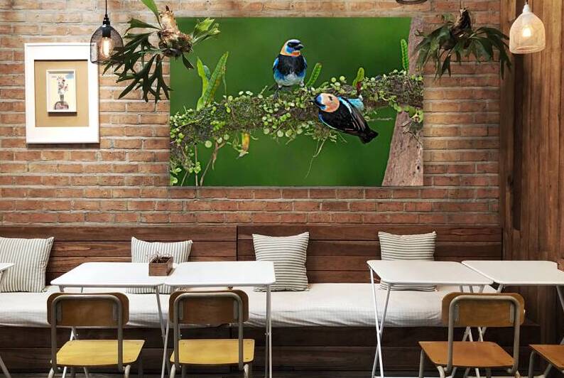 Golden-Hooded Tanagers by Adel B Korkor