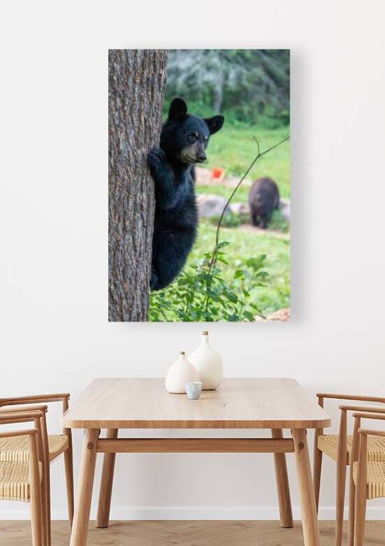 Black Bear Cub by Adel B Korkor