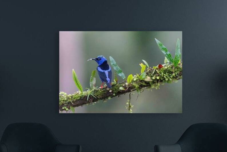 Red-legged Honeycreeper by Adel B Korkor