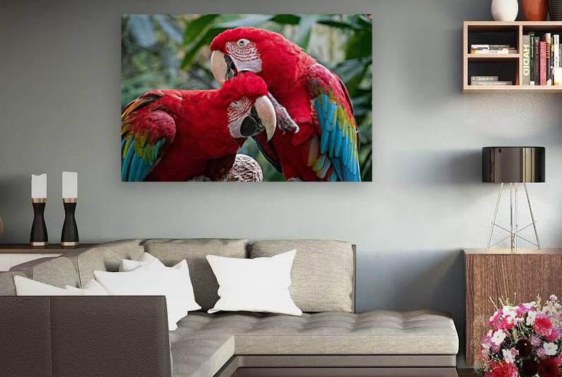 Macaws by Adel B Korkor